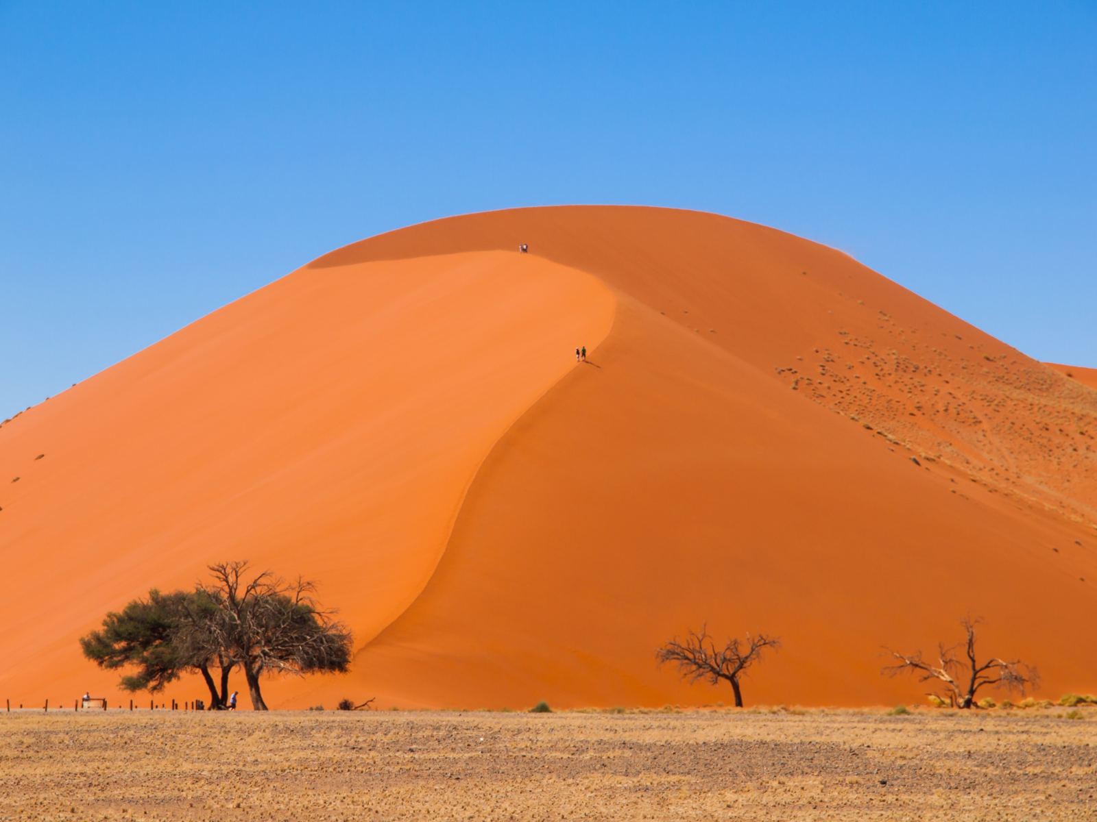 A red dune with a curving crest, two camel thorn trees at its foot, blue sky