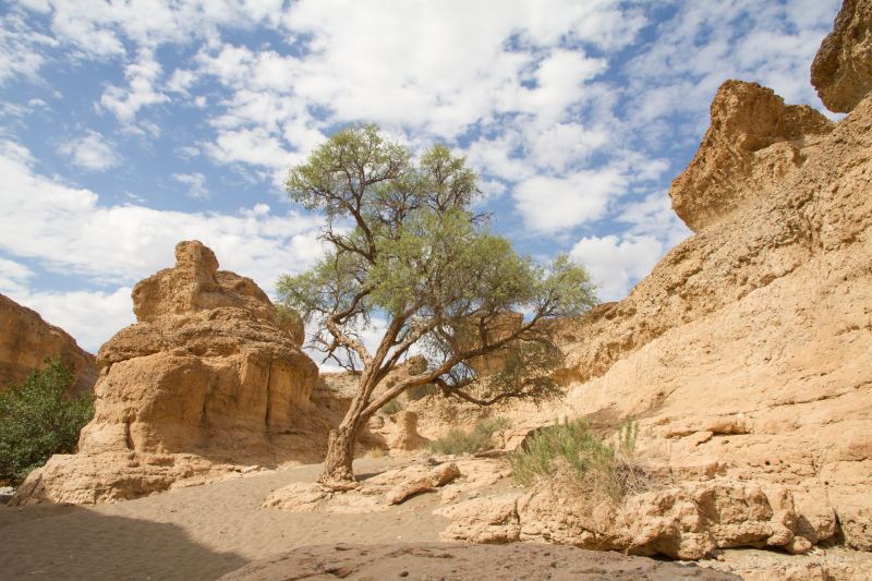 Layered conglomerate wall of the gorge with green trees in front of it on sandy ground