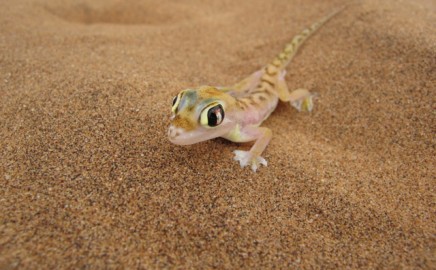 Tiere im Sossusvlei