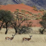 Namib-Rand-Nature-Reserve