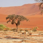 Springbok antelope and dune