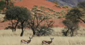 Namibrand Nature Reserve