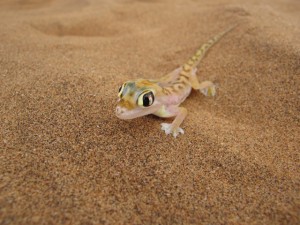 Namib gecko