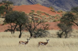 Springbok Antilopen im Namibrand Naturreservat