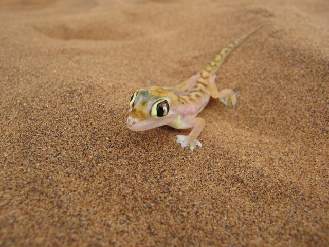 Namibgecko